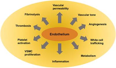 Mechanosensory entities and functionality of endothelial cells